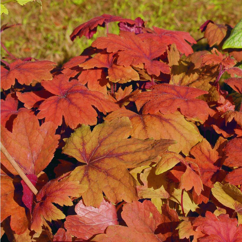 Heucherella Sweet Tea (Fogliame)