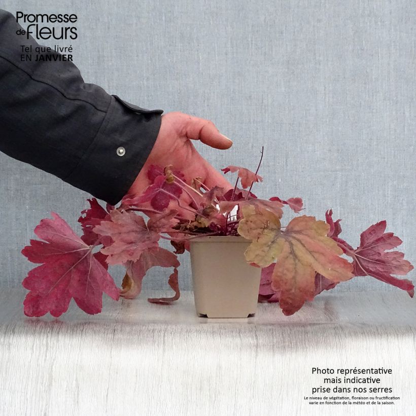 Heucherella Sweet Tea Godet de 9cm esemplare consegnato in inverno