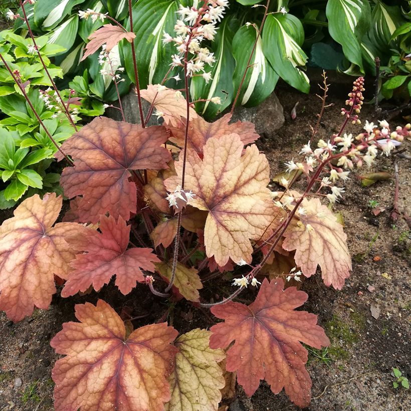 Heucherella Sweet Tea (Porto)