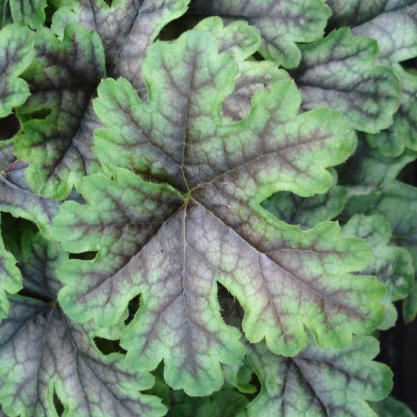 Heucherella Tapestry (Fogliame)