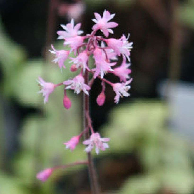 Heucherella Tapestry (Fioritura)