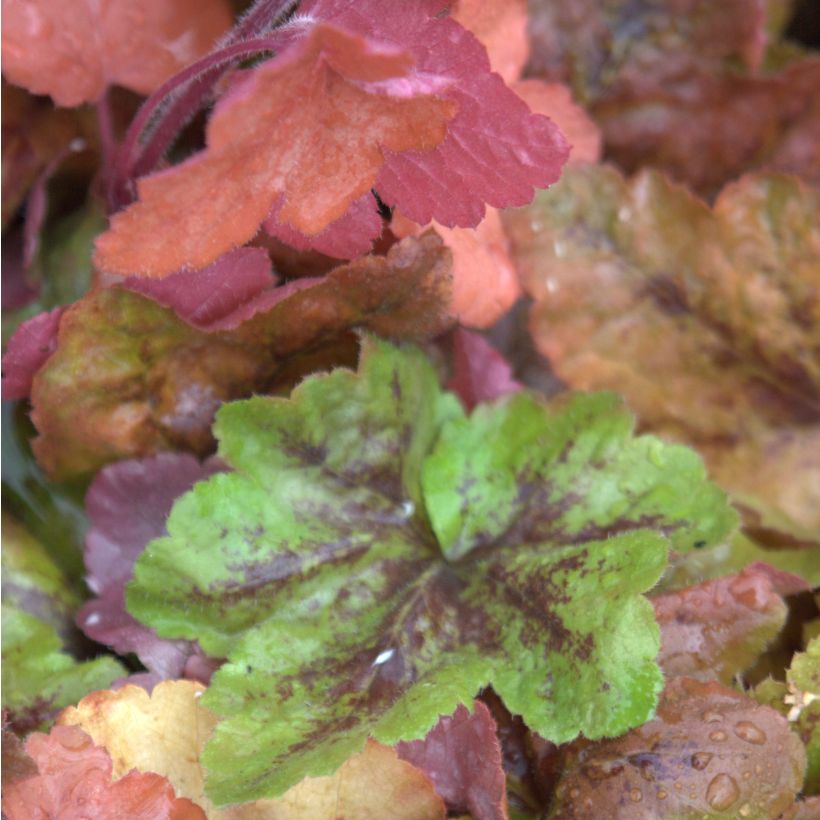 Heucherella Redstone Falls (Fogliame)