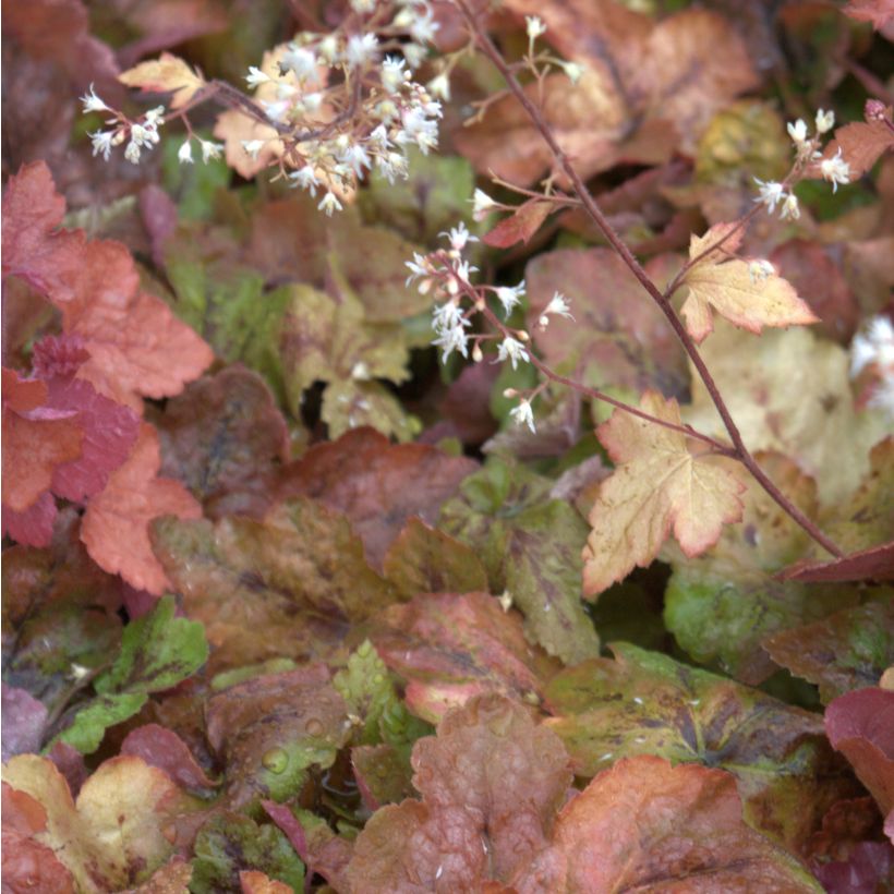 Heucherella Redstone Falls (Fioritura)