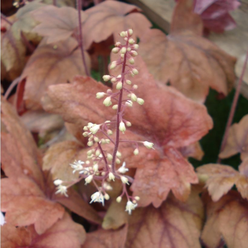 Heucherella Sweet Tea (Fioritura)