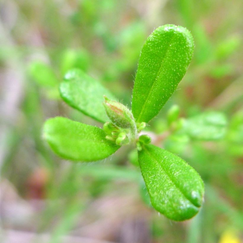 Hibbertia aspera (Fogliame)