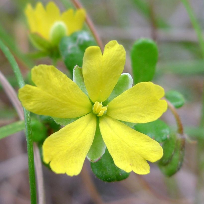 Hibbertia aspera (Fioritura)