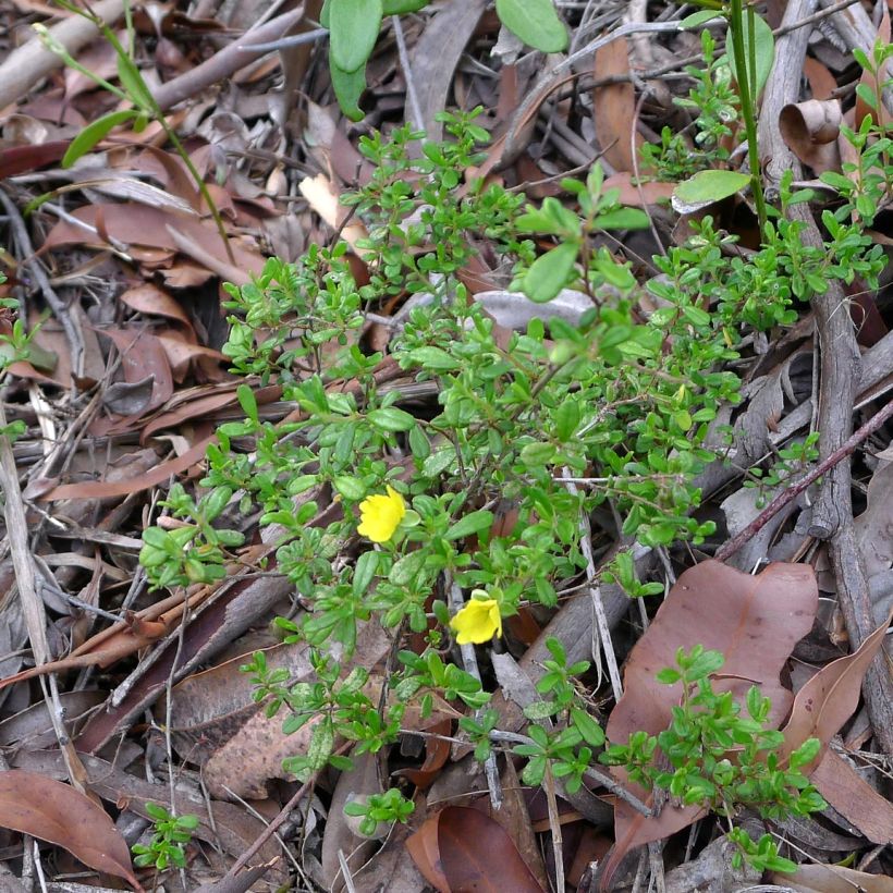 Hibbertia aspera (Porto)