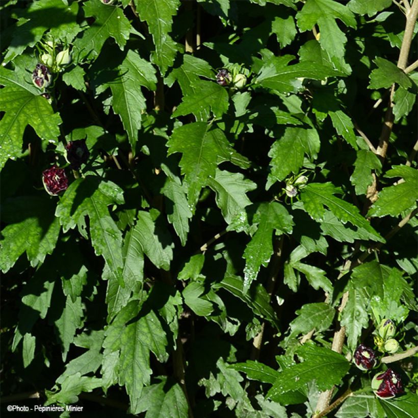 Hibiscus syriacus French Cabaret Purple - Ibisco (Fogliame)