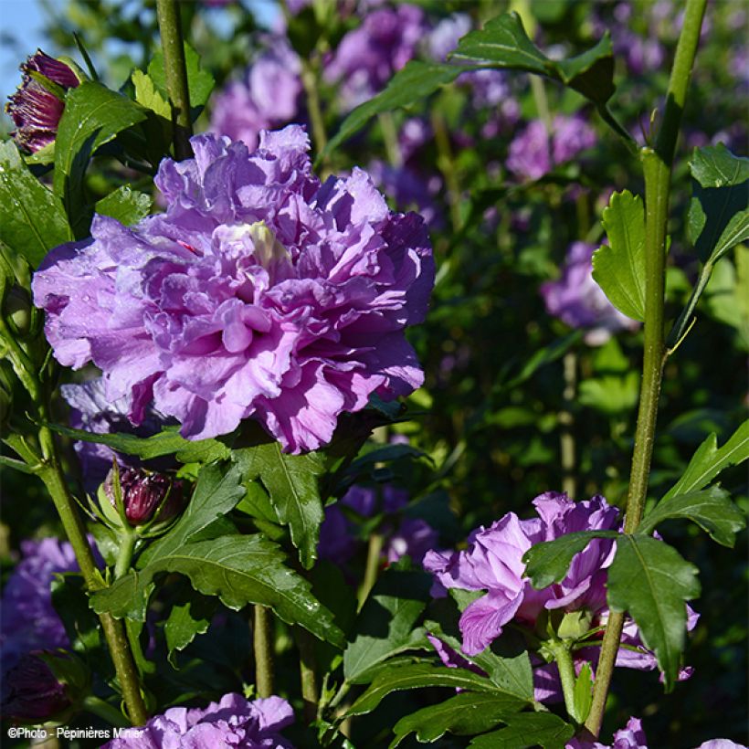 Hibiscus syriacus French Cabaret Purple - Ibisco (Fioritura)