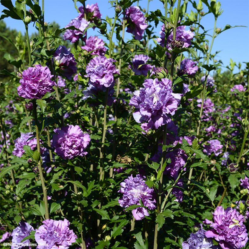 Hibiscus syriacus French Cabaret Purple - Ibisco (Porto)