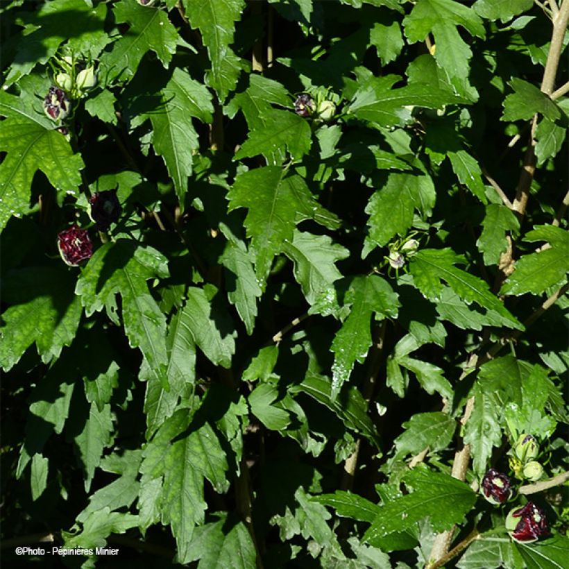 Hibiscus syriacus French Cabaret Red - Ibisco (Fogliame)