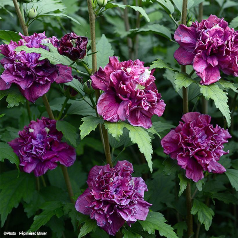 Hibiscus syriacus French Cabaret Red - Ibisco (Fioritura)