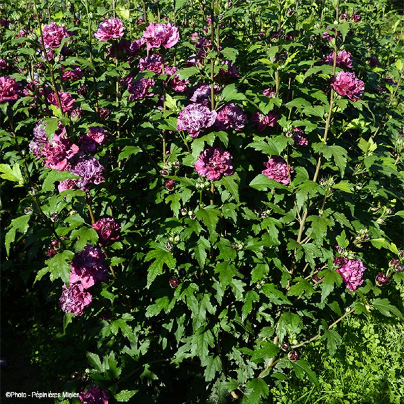 Hibiscus syriacus French Cabaret Red - Ibisco (Porto)