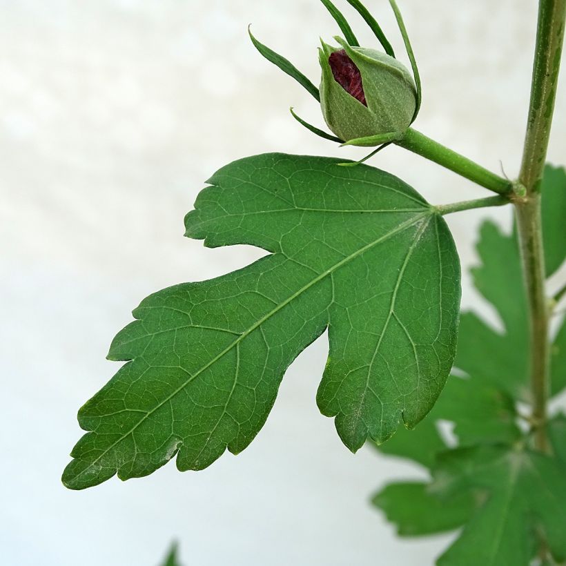 Hibiscus syriacus Pink Giant - Ibisco (Fogliame)