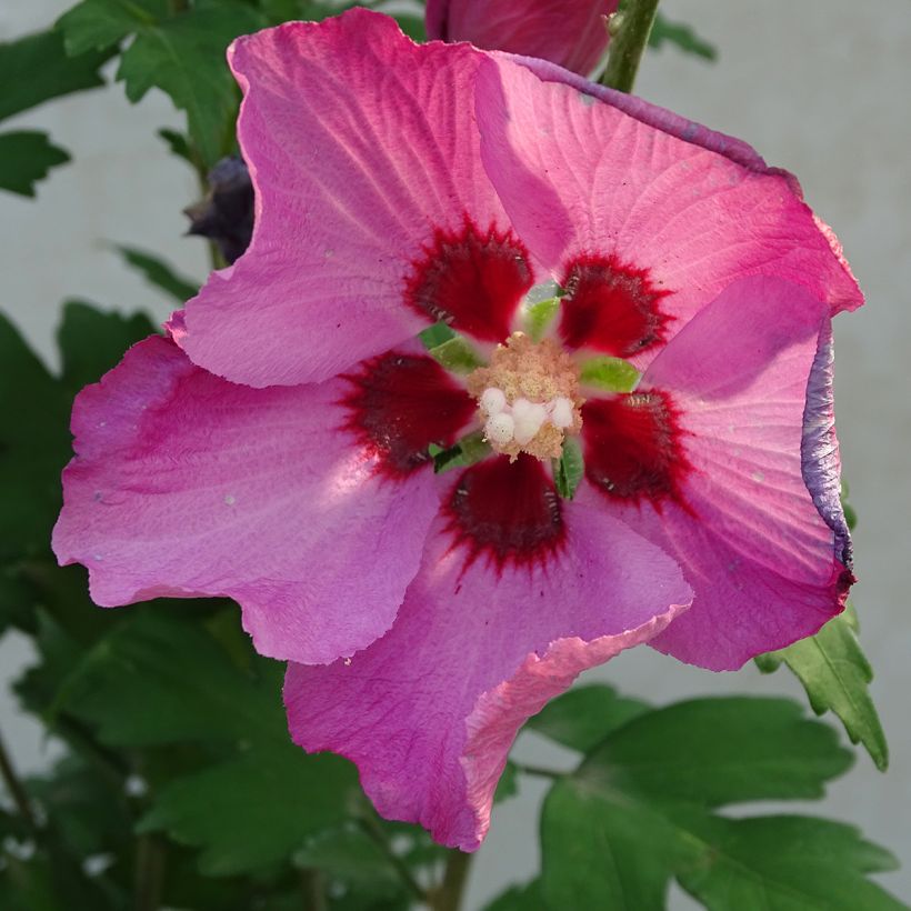 Hibiscus syriacus Pink Giant - Ibisco (Fioritura)