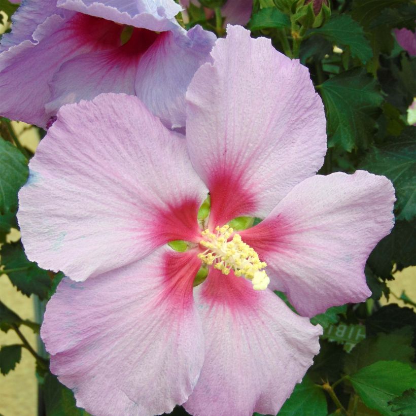 Hibiscus Rose Moon - Ibisco (Fioritura)