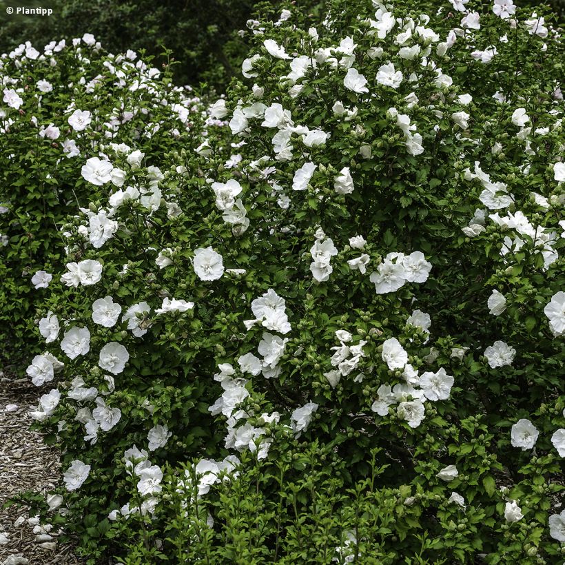 Hibiscus syriacus White Chiffon - Ibisco (Porto)