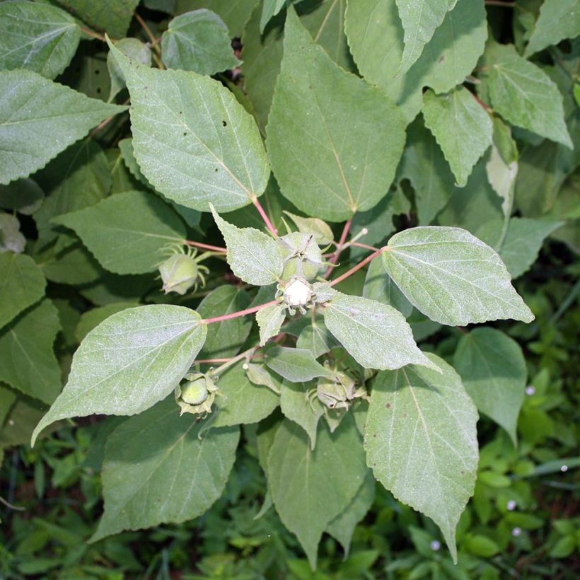 Hibiscus moscheutos Fujin - Ibisco palustre (Fogliame)