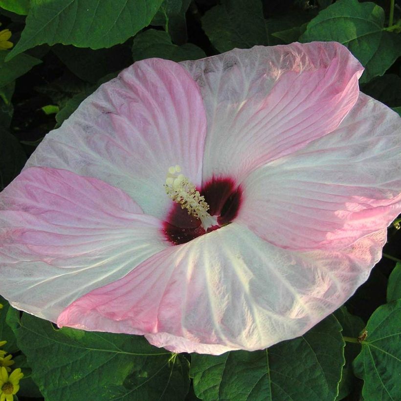 Hibiscus moscheutos Fujin - Ibisco palustre (Fioritura)