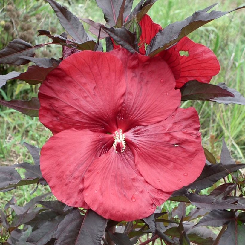 Hibiscus moscheutos Carrousel Geant Red - Ibisco palustre (Fioritura)