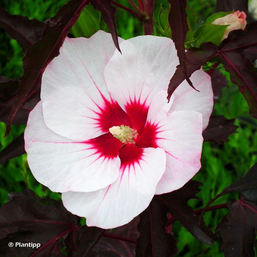 Hibiscus moscheutos Joli Coeur - Ibisco palustre (Fioritura)