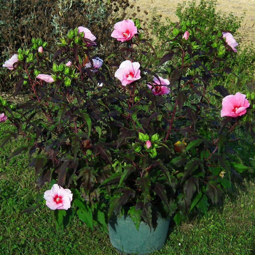 Hibiscus moscheutos Joli Coeur - Ibisco palustre (Porto)