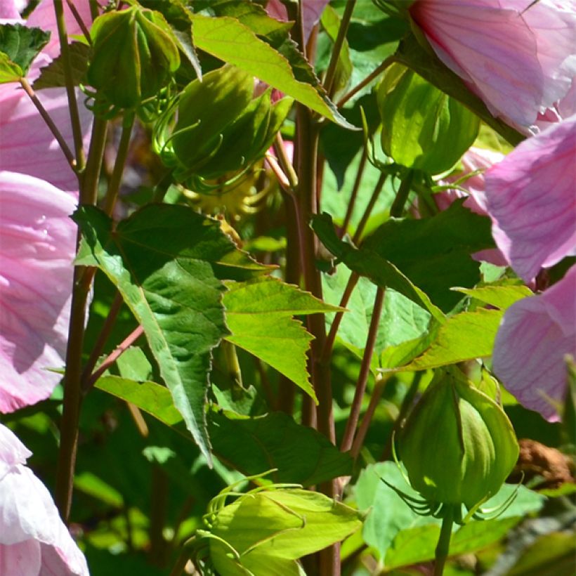 Hibiscus moscheutos PLANET Solène - Ibisco palustre (Fogliame)