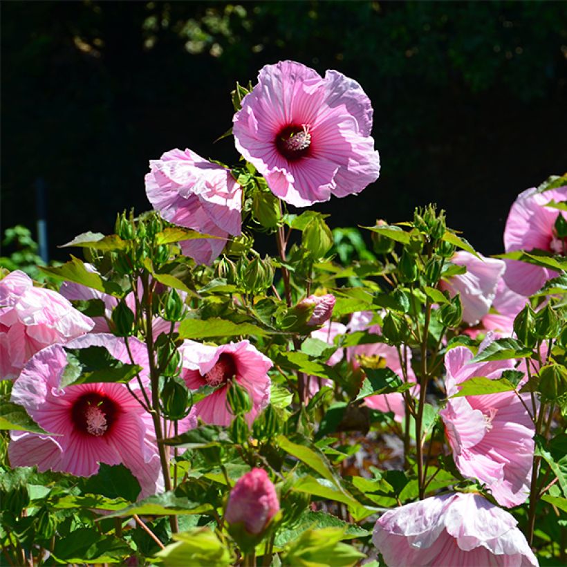 Hibiscus moscheutos PLANET Solène - Ibisco palustre (Fioritura)