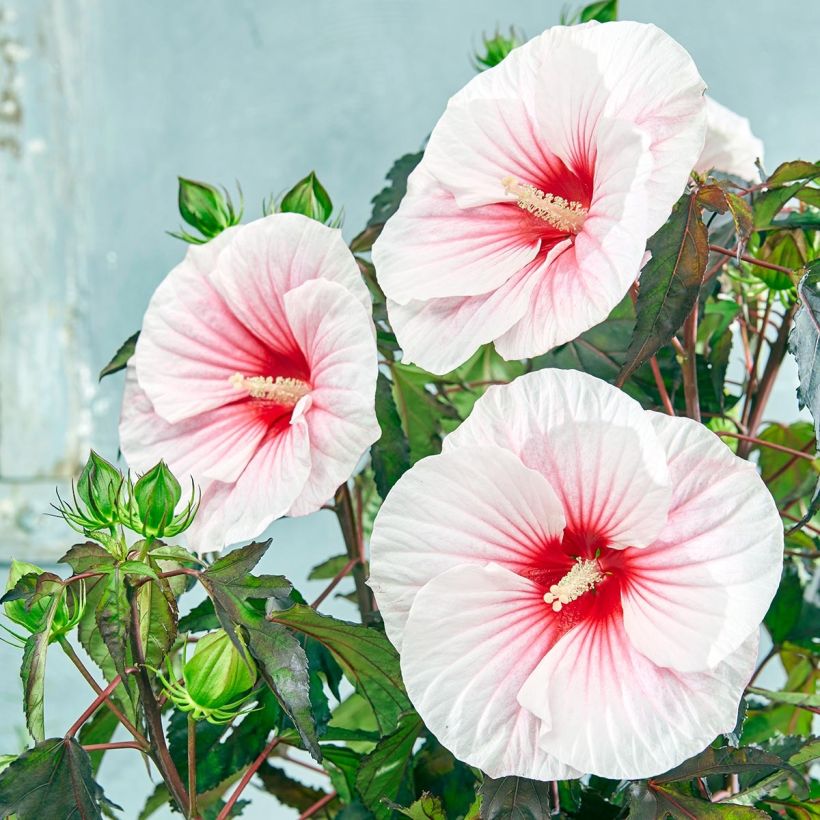 Hibiscus moscheutos Pink Candy - Ibisco palustre (Fioritura)