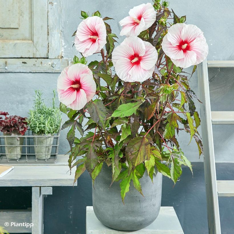 Hibiscus moscheutos Pink Candy - Ibisco palustre (Porto)