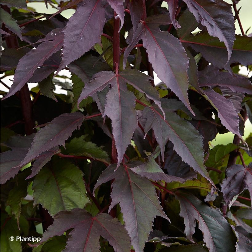 Hibiscus moscheutos Pink Passion - Ibisco palustre (Fogliame)