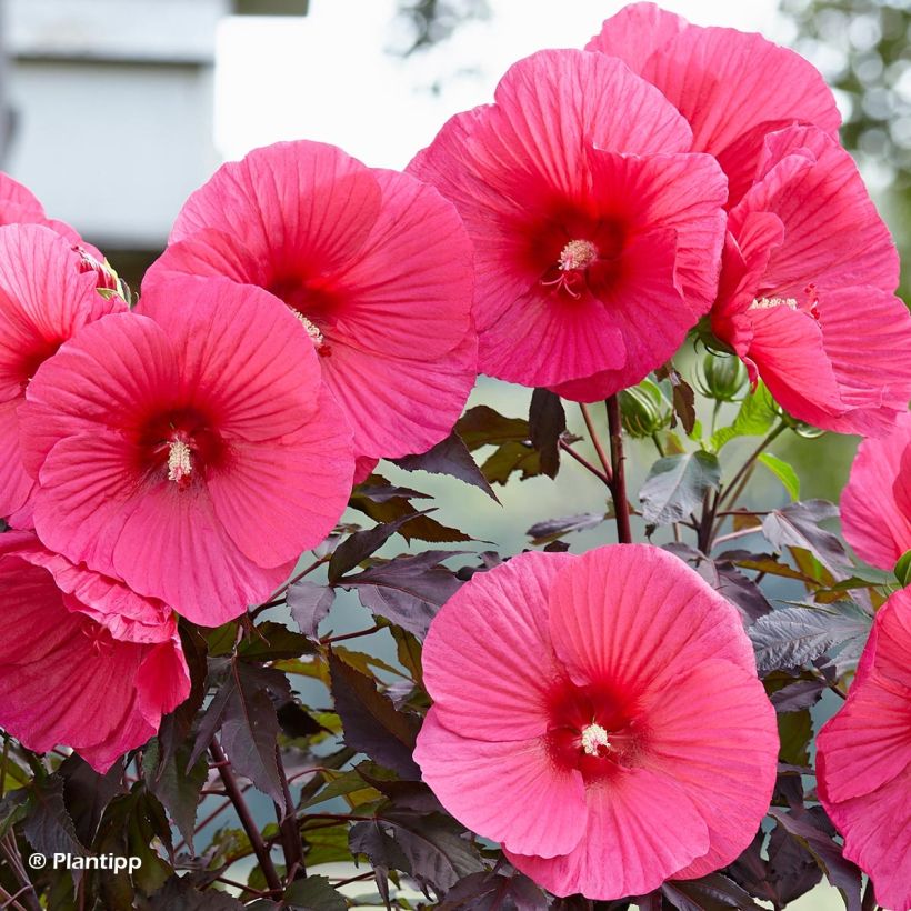 Hibiscus moscheutos Pink Passion - Ibisco palustre (Fioritura)