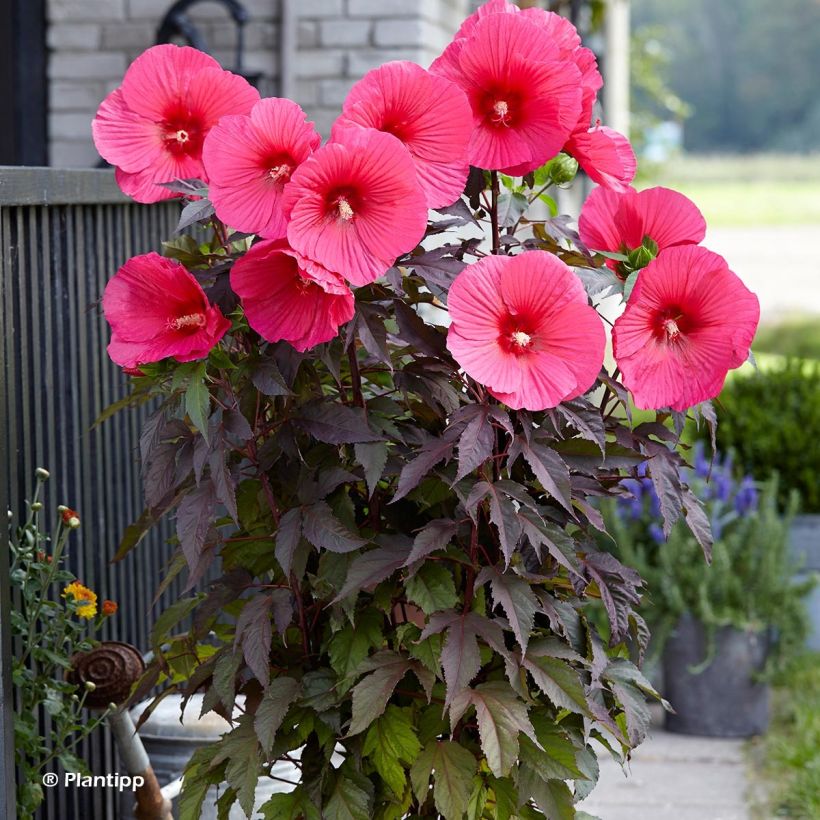 Hibiscus moscheutos Pink Passion - Ibisco palustre (Porto)