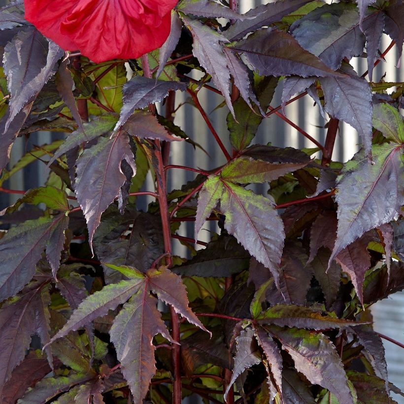 Hibiscus moscheutos Red Wine - Ibisco palustre (Fogliame)