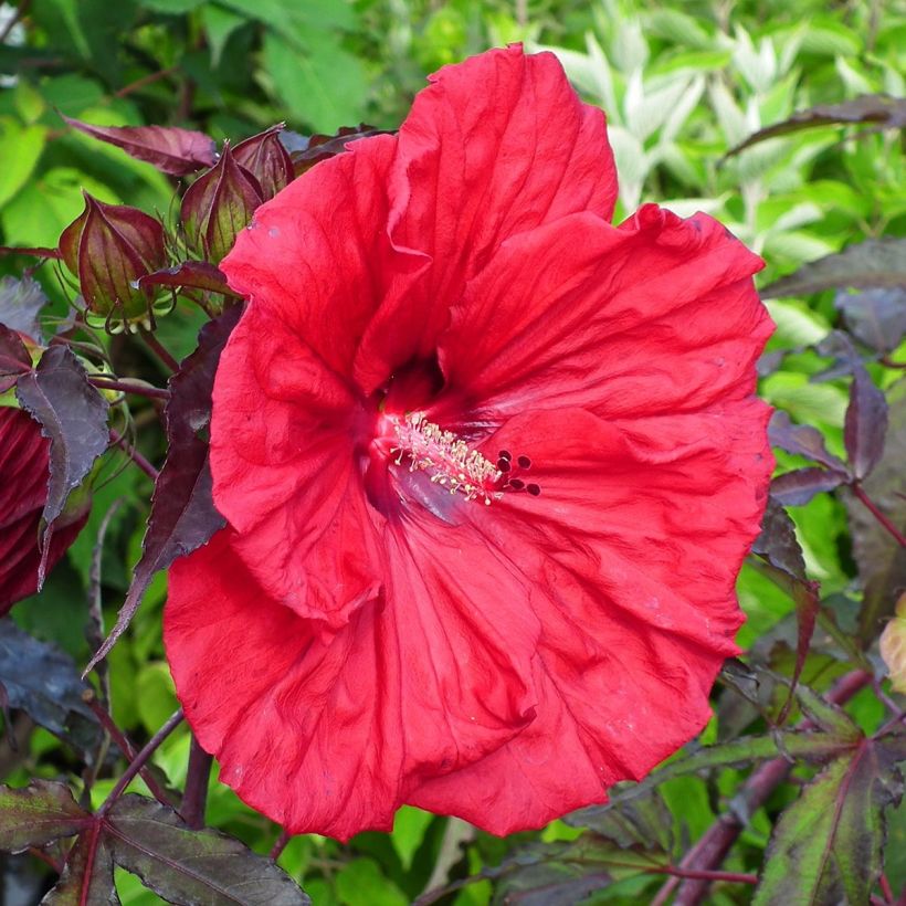 Hibiscus moscheutos Red Wine - Ibisco palustre (Fioritura)