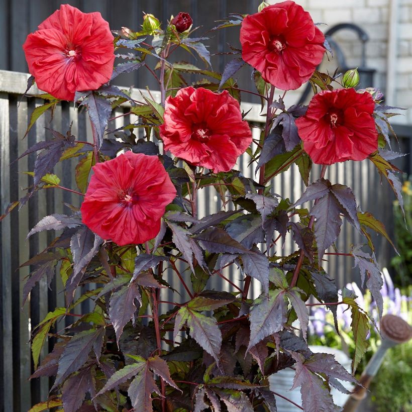 Hibiscus moscheutos Red Wine - Ibisco palustre (Porto)