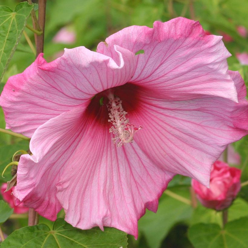 Hibiscus moscheutos Sweet Caroline - Ibisco palustre (Fioritura)