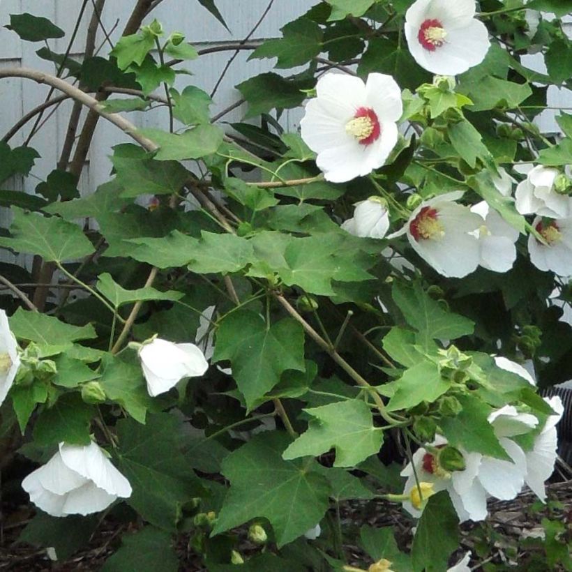 Hibiscus paramutabilis - Ibisco (Fogliame)