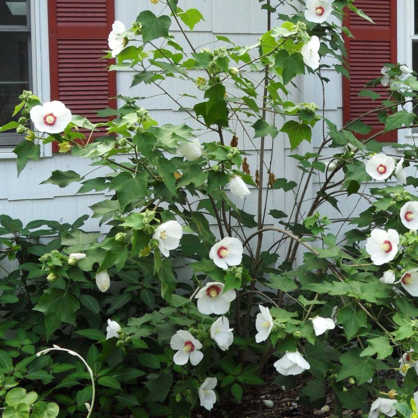 Hibiscus paramutabilis - Ibisco (Fioritura)