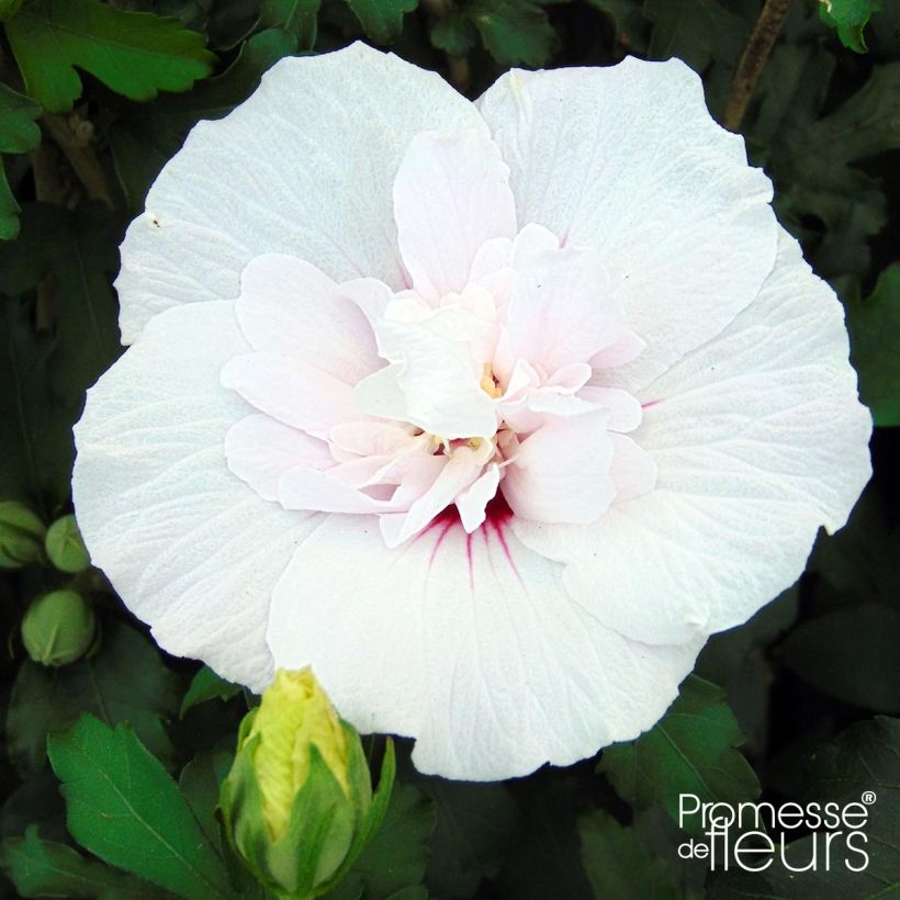 Hibiscus syriacus China Chiffon - Ibisco (Fioritura)