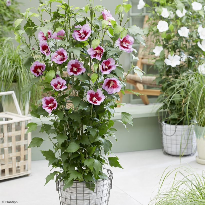 Hibiscus syriacus Flower Tower Purple - Ibisco (Porto)