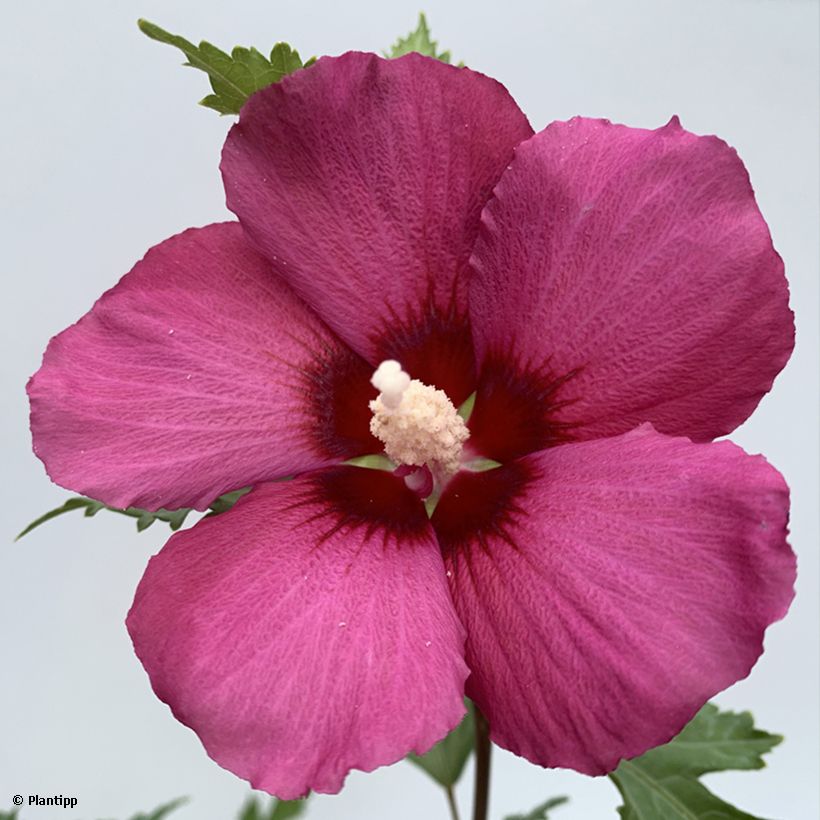 Hibiscus syriacus Flower Tower Ruby - Ibisco (Fioritura)