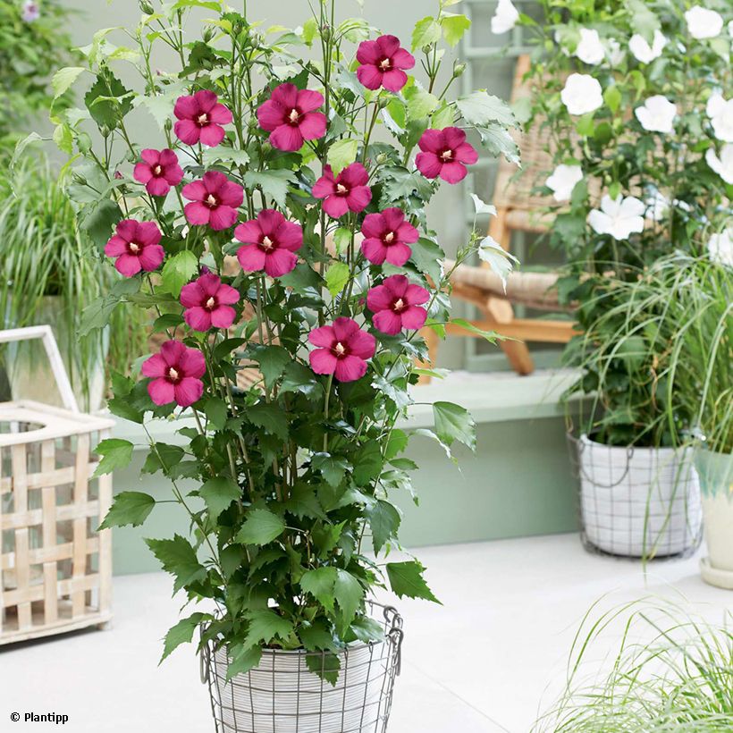 Hibiscus syriacus Flower Tower Ruby - Ibisco (Porto)