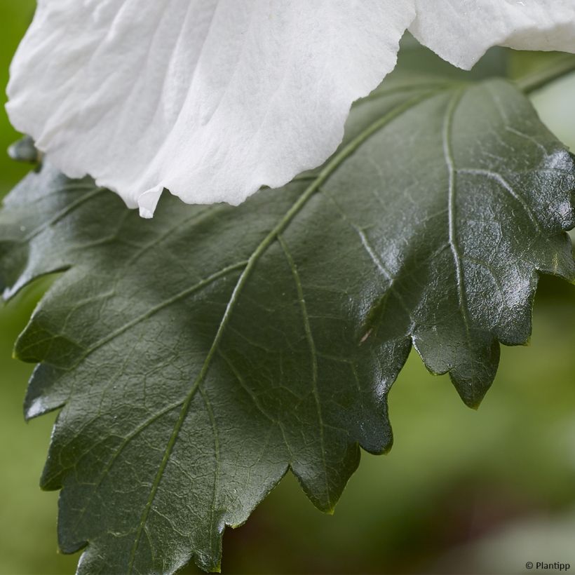 Hibiscus syriacus Flower Tower White - Ibisco (Fogliame)