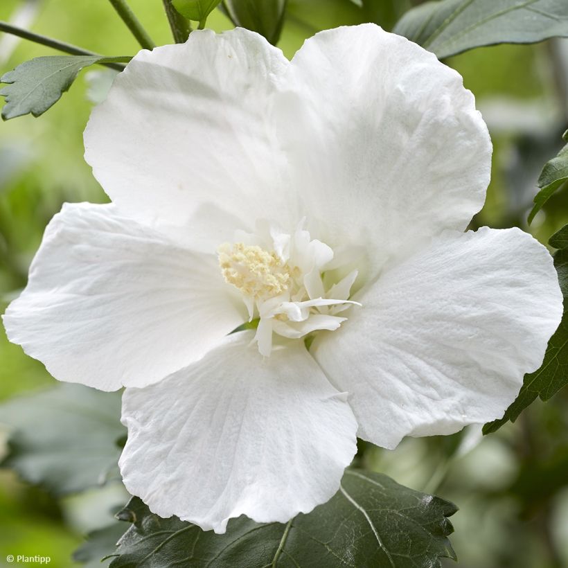 Hibiscus syriacus Flower Tower White - Ibisco (Fioritura)