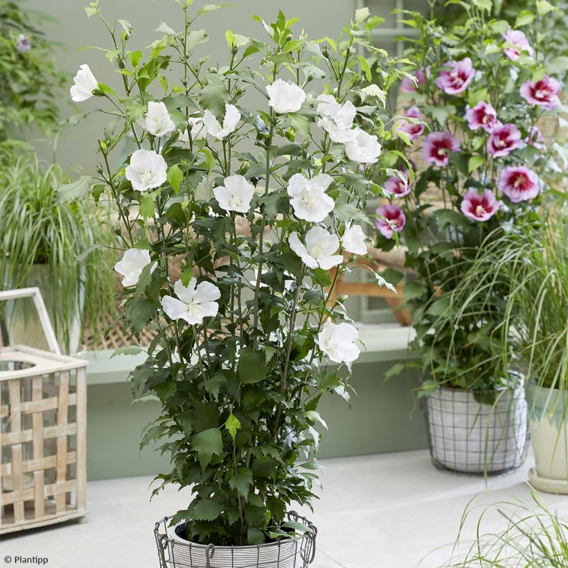 Hibiscus syriacus Flower Tower White - Ibisco (Porto)