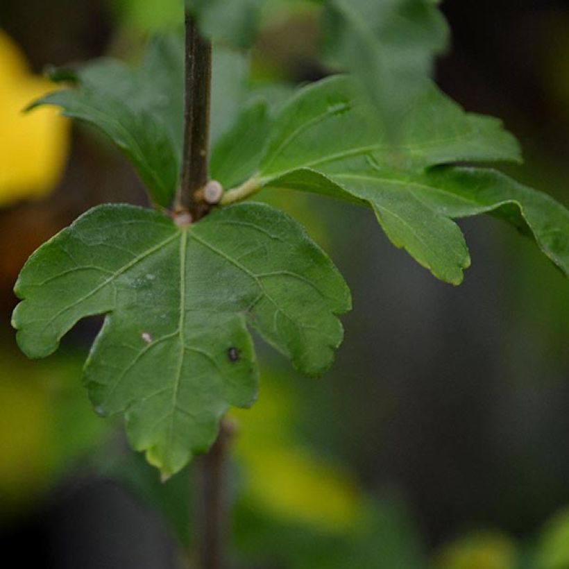 Hibiscus syriacus Lady Stanley - Ibisco (Fogliame)