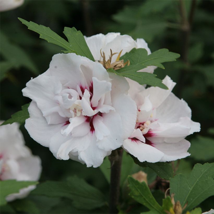 Hibiscus syriacus Lady Stanley - Ibisco (Fioritura)