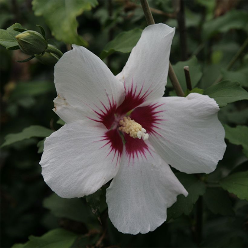 Hibiscus syriacus Shintaeyang - Ibisco (Fioritura)