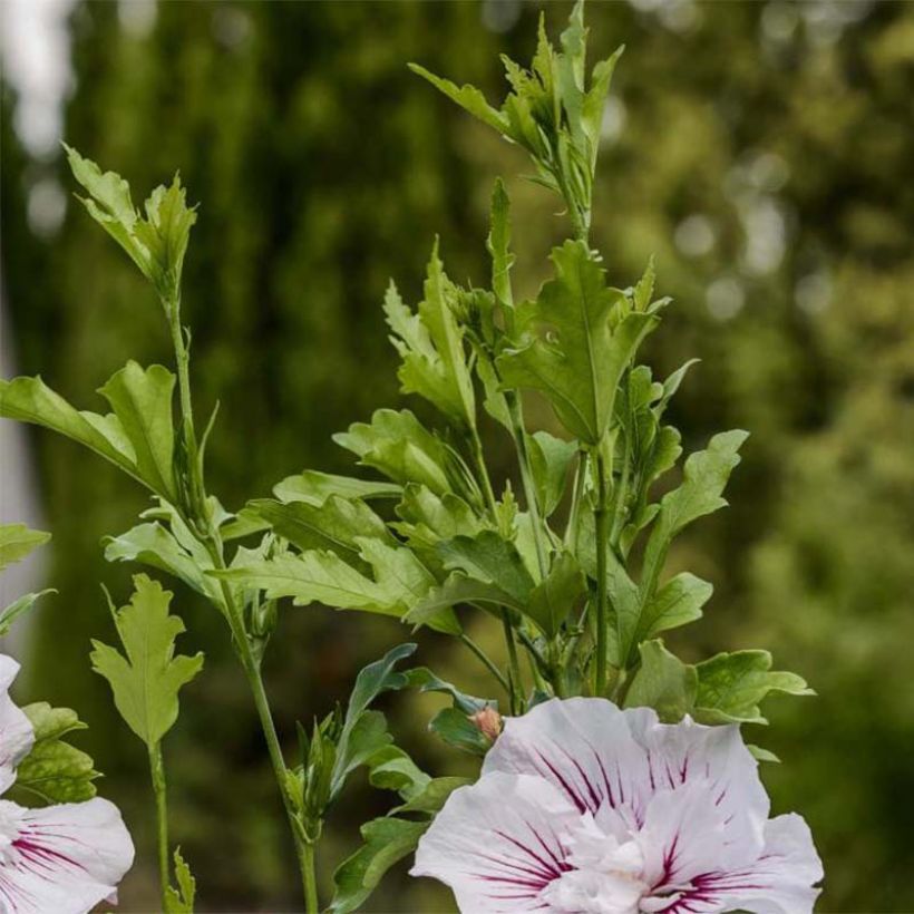 Hibiscus syriacus Starburst Chiffon - Ibisco (Fogliame)